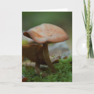 Beautiful mushroom photography blank card
