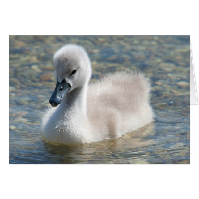 Beautiful Mute Swan Duckling (Front Horizontal)