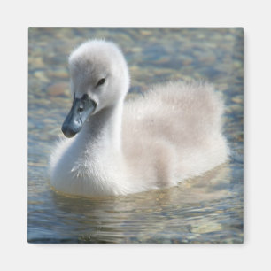 Beautiful Mute Swan Duckling Magnet
