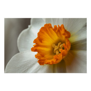 Beautiful Narcissus Bloom Macro Poster