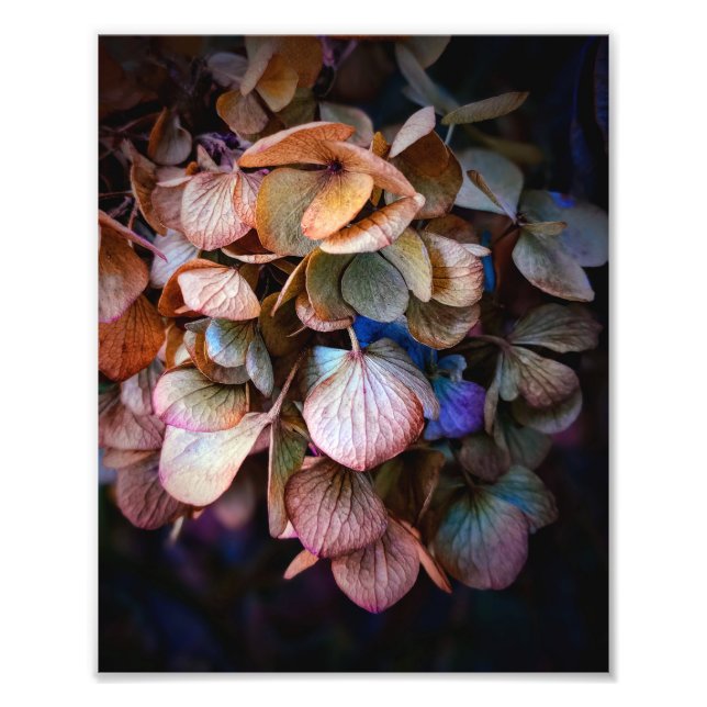 Beautiful Nature Flower Photography Photo Print (Front)