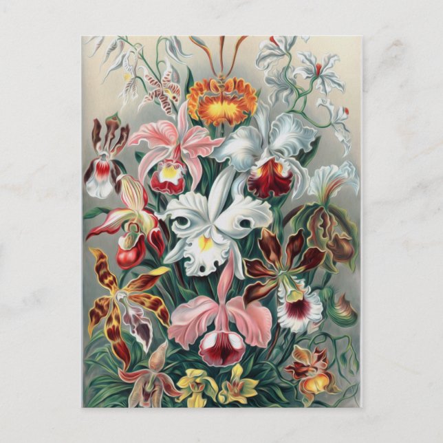 Beautiful Nature - Orchids Postcard (Front)