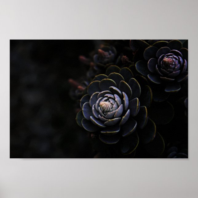 Beautiful Nature Plant Photography Succulent Photo Poster (Front)