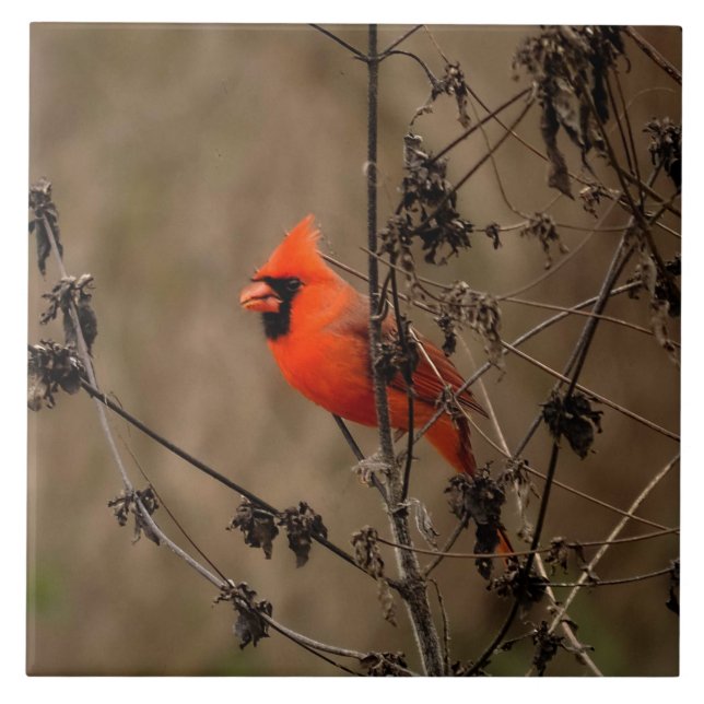 Beautiful Northern Cardinal  Ceramic Tile (Front)