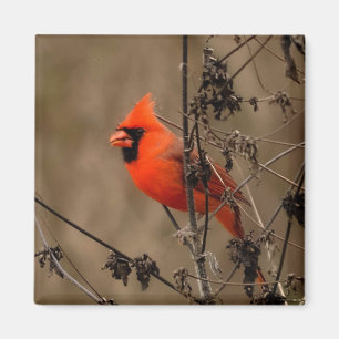 Beautiful Northern Cardinal Magnet