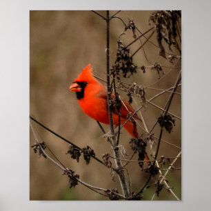 Beautiful Northern Cardinal Poster