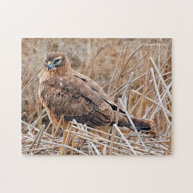 Beautiful Northern Harrier Hawk in the Marsh Jigsaw Puzzle (Horizontal)