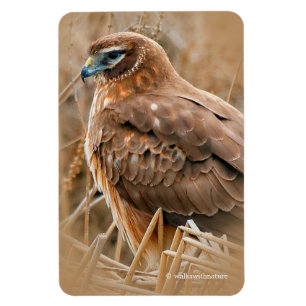 Beautiful Northern Harrier Hawk in the Marsh Magnet