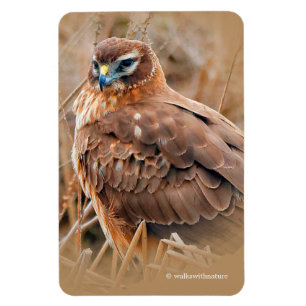 Beautiful Northern Harrier Hawk in the Marsh Magnet
