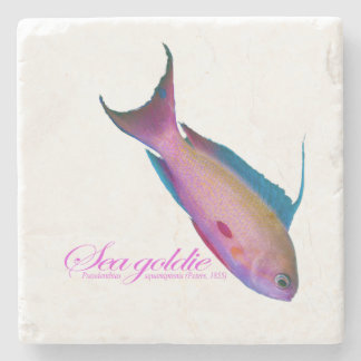 Beautiful nuptial colouring for the Sea goldy Stone Coaster
