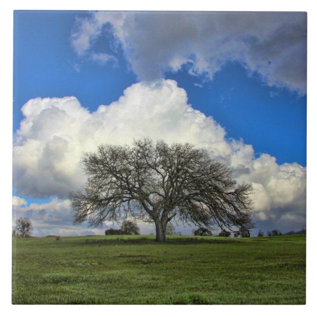 Beautiful Oak Tree with Clouds Nature Ceramic Tile (Front)