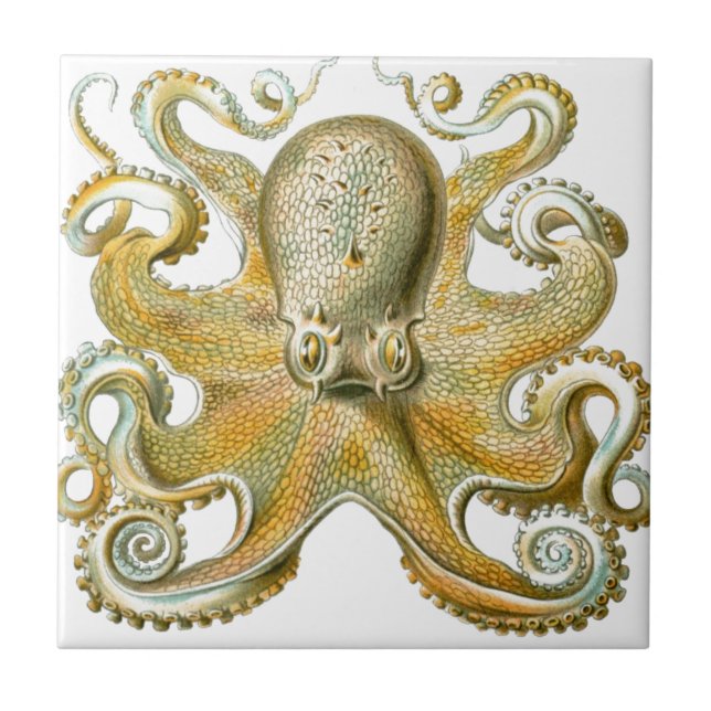 Beautiful octopus picture by Haeckel Ceramic Tile (Front)