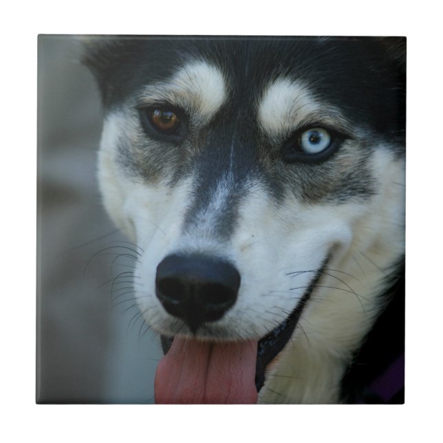 Beautiful One Blue Eye Siberian Husky Tile (Front)