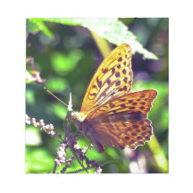 Beautiful Orange and Black Spotted Butterfly
