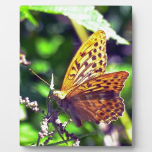 Beautiful Orange and Black Spotted Butterfly