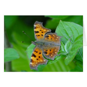Beautiful orange butterfly