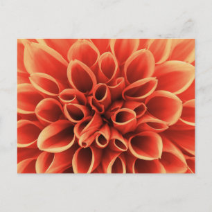 Beautiful Orange Dahlia Flower Postcard