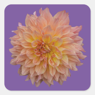 Beautiful orange dahlia square sticker