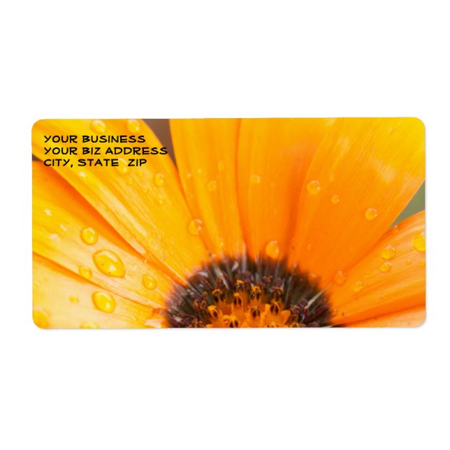 Beautiful Orange Daisy Half Close-Up Photograph (Front)