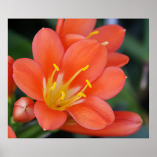 Beautiful Orange Flower Photo Poster