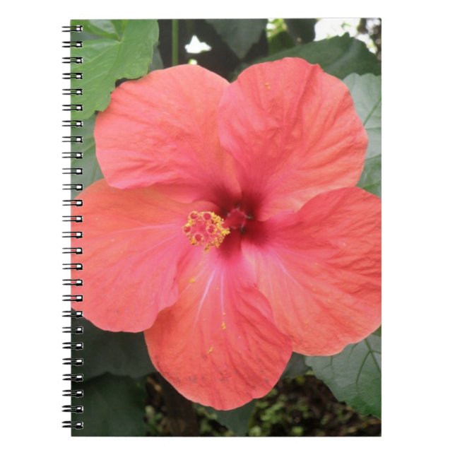 Beautiful Orange Hibiscus Flower Notebook (Front)