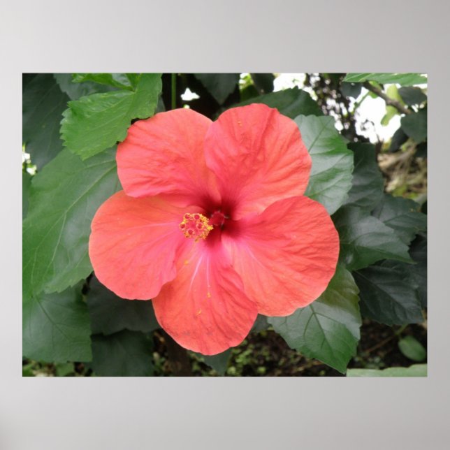 Beautiful Orange Hibiscus Flower Poster (Front)