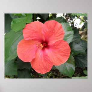 Beautiful Orange Hibiscus Flower Poster
