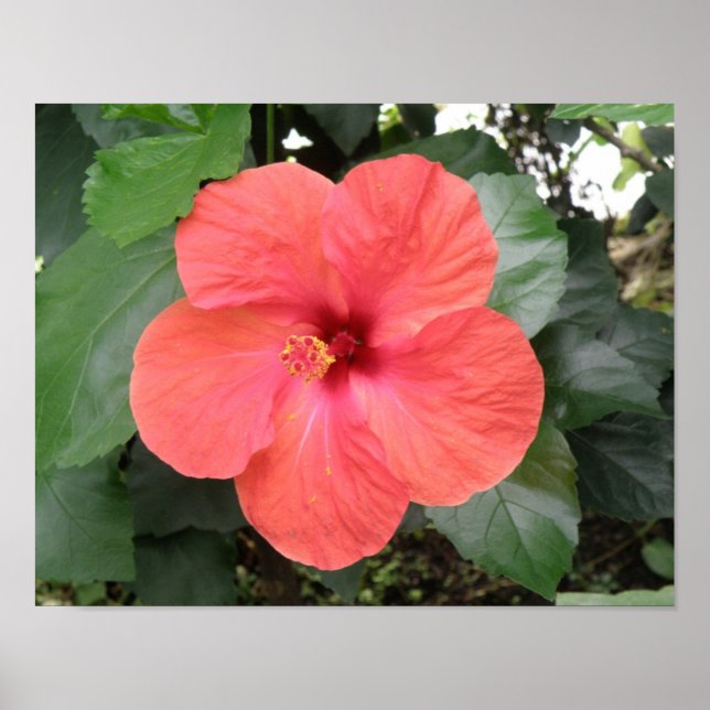 Beautiful Orange Hibiscus Flower Poster (Front)