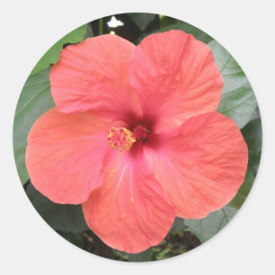 Beautiful Orange Hibiscus Flower Sticker