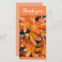 Beautiful Orange Kaffir Lily Flowers