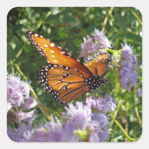 Beautiful Orange Monarch Butterfly Flower Photo Square Sticker