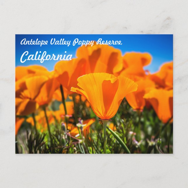 Beautiful Orange Poppy Flowers in a Field Postcard (Front)