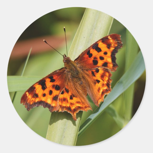 Beautiful Orange Satyr Comma Butterfly Classic Round Sticker (Front)
