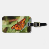 Beautiful Orange Satyr Comma Butterfly