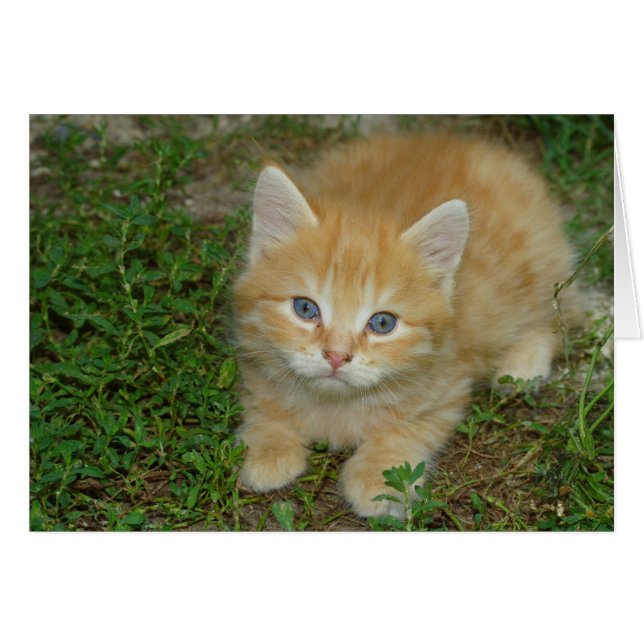 Beautiful Orange Tabby Kitten (Front Horizontal)