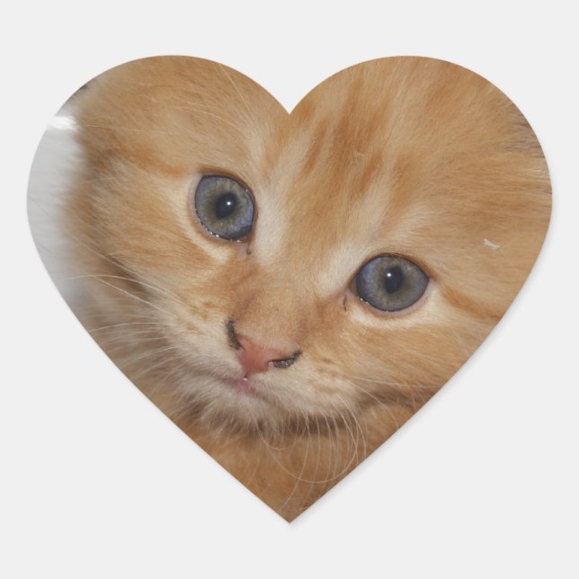 Beautiful Orange Tabby Kitten Heart Sticker (Front)