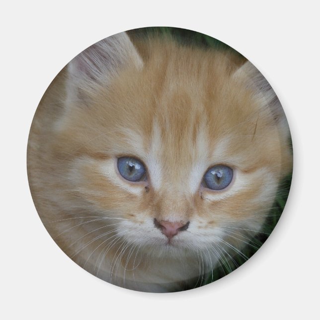 Beautiful Orange Tabby Kitten Magnet (Front)