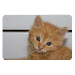Beautiful Orange Tabby Kitten Magnet