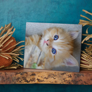 Beautiful Orange Tabby Kitten Plaque