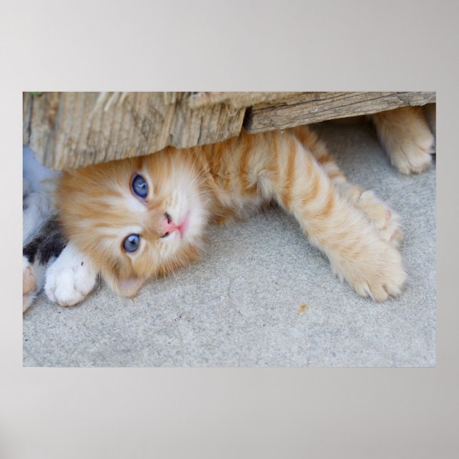 Beautiful Orange Tabby Kitten Poster (Front)