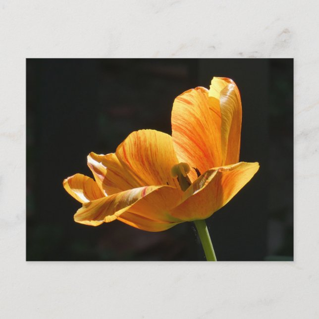 Beautiful Orange Tulip Close up DIY Postcard (Front)