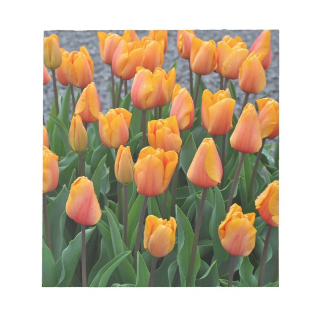 Beautiful orange tulips notepad (Front)