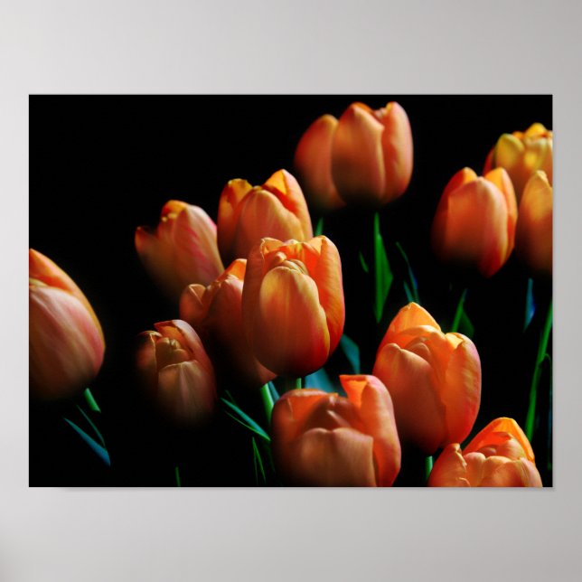Beautiful Orange Tulips on Black Poster (Front)