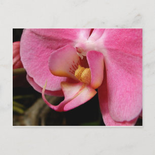 Beautiful Orchid Photographs Postcard