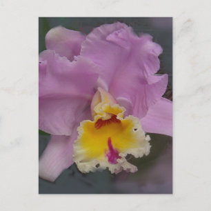 Beautiful Orchid Postcard