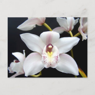 Beautiful Orchid Postcard