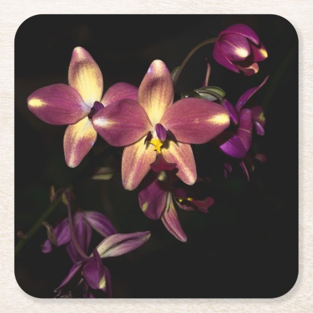 Beautiful Orchids Square Paper Coaster (Front)