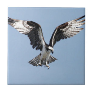 Beautiful Osprey bird Searching for prey Ceramic Tile