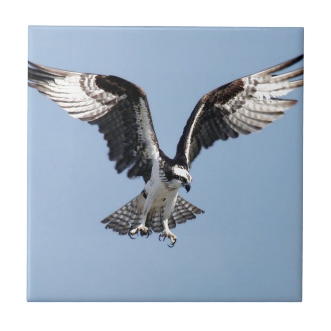 Beautiful Osprey bird Searching for prey Ceramic Tile (Front)
