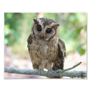 Beautiful Outdoor Wildlife Scenery Photo Print